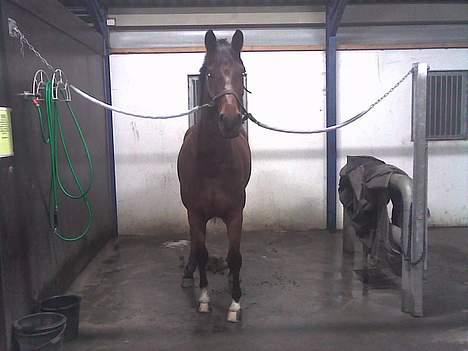 Dansk Varmblod Don Lunes billede 3