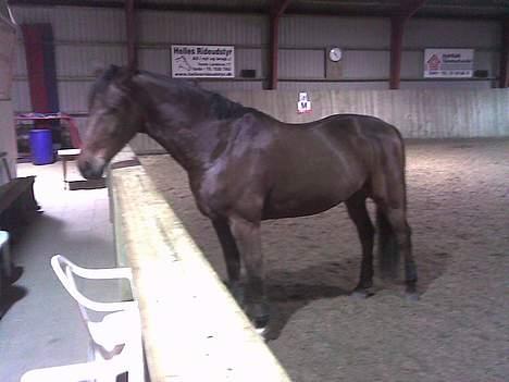 Dansk Varmblod Don Lunes billede 4
