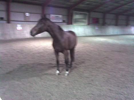 Dansk Varmblod Don Lunes billede 5