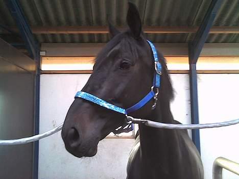 Hannoveraner Dream-Star - Dream-Star med hans gangsta grime .. *Bling - Bling* billede 11