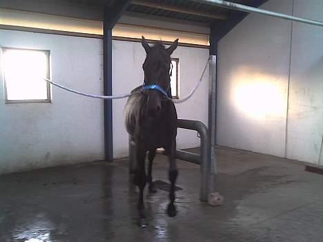 Hannoveraner Dream-Star - I vand spiltov, :) billede 12