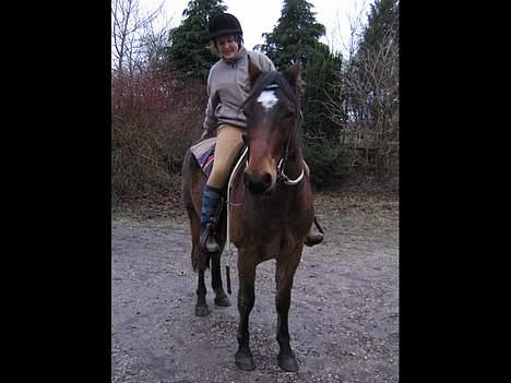 Welsh Cob (sec D) Låddenhøjs Donnovan SOLGT - Donnovan vinter 06/07 billede 10