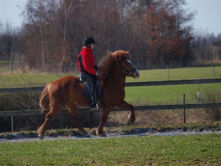 Islænder Týra frá Tirsvad<3<3<3 - Billedet er taget er Nanna R d.3-4-2010 ( uden vægt på ) billede 10