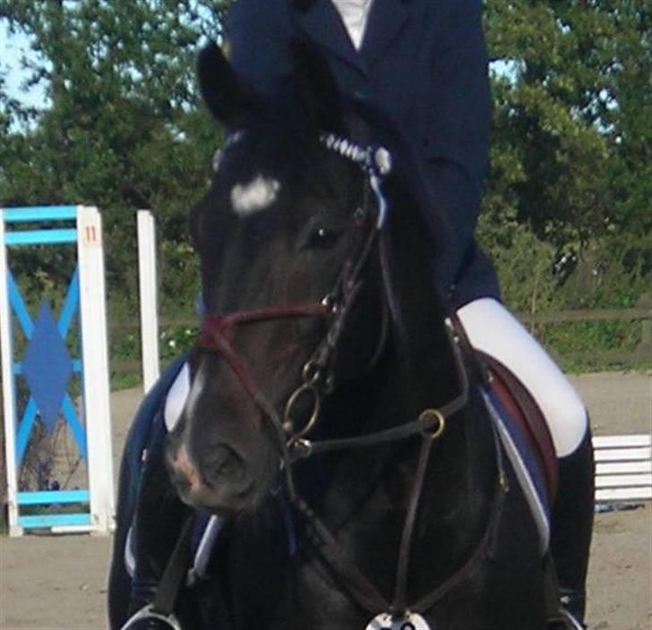 Hollandsk Varmblod Kastan - Fynsmesterskab for juniore. Nr. 4 - smukkeste <3 billede 20