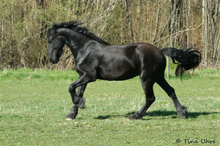 Frieser Rintje billede 3
