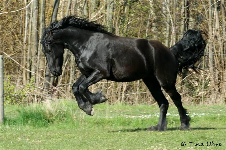 Frieser Rintje billede 7