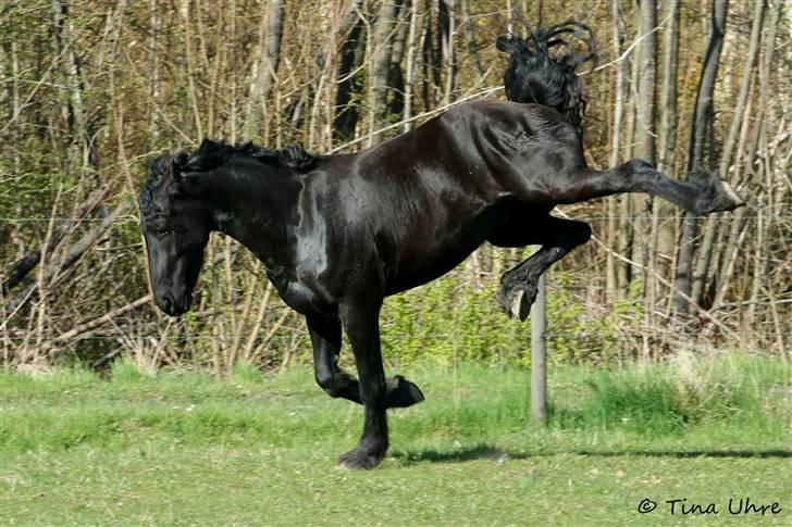 Frieser Rintje billede 8