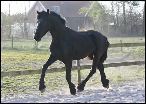 Frieser Rintje billede 9