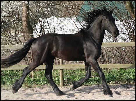 Frieser Rintje billede 12