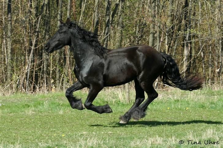 Frieser Rintje billede 14