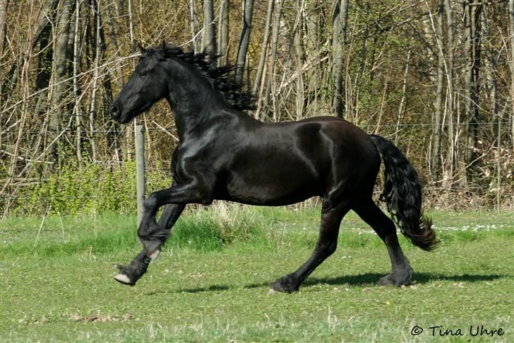 Frieser Rintje billede 15