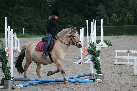 Fjordhest Fritz. - Fritz billede 9