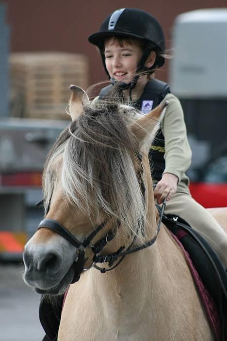 Fjordhest Fritz. - Fritz billede 10