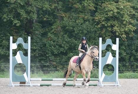 Fjordhest Fritz. - Fritz billede 11