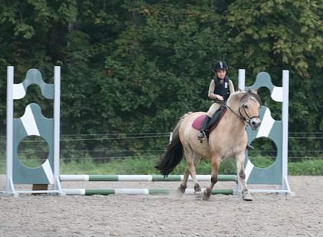 Fjordhest Fritz. - Fritz billede 12