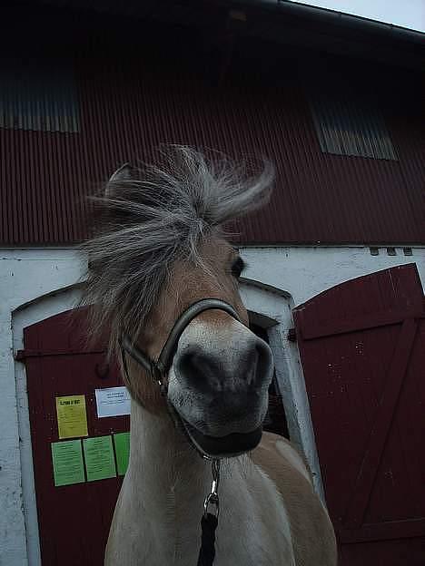 Fjordhest Fritz. - Fritz billede 13