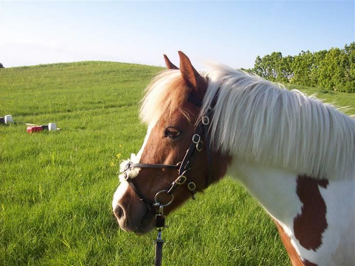 DSP Pedersmindes Ofelia<3 - Fotogen, ja :) Foto: JGM.(mig) 2008 billede 11