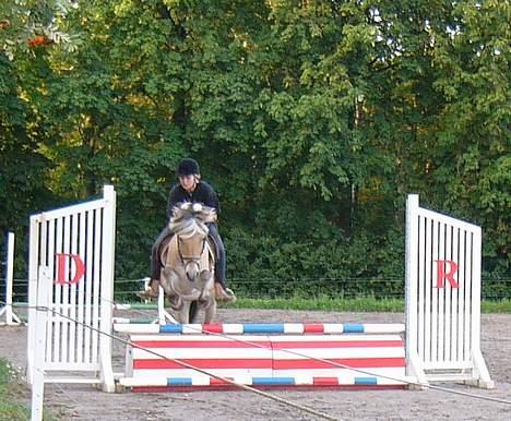 Fjordhest Fritz. - Fritz I SINE UNGEDAGE :) billede 14