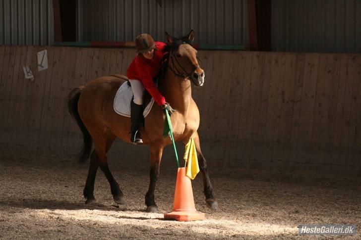 Anden særlig race Flicka - flicka og line billede 2