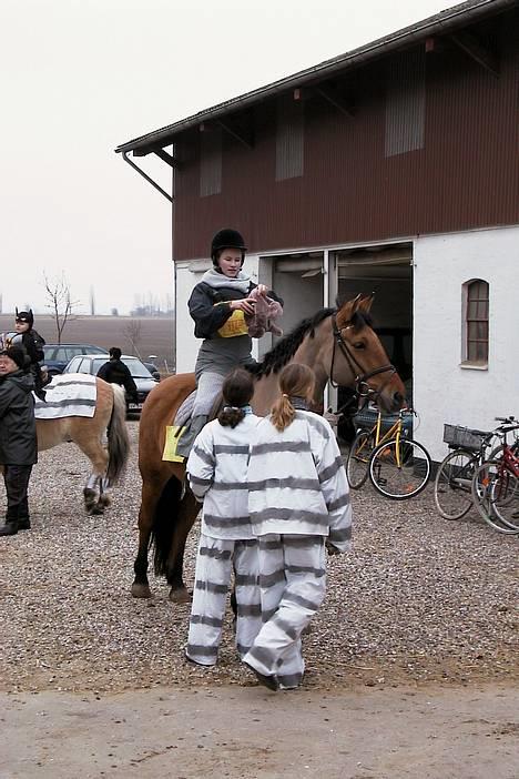 Anden særlig race Flicka - flicka og kogle billede 4