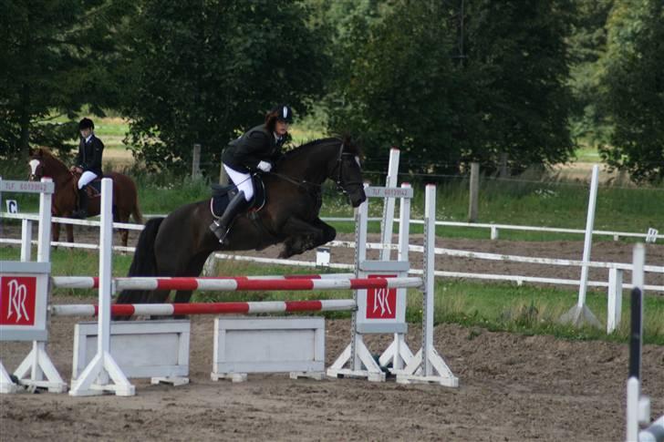 Welsh Partbred (Sec F) Sara (SOLGT) billede 10