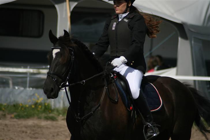 Welsh Partbred (Sec F) Sara (SOLGT) billede 18