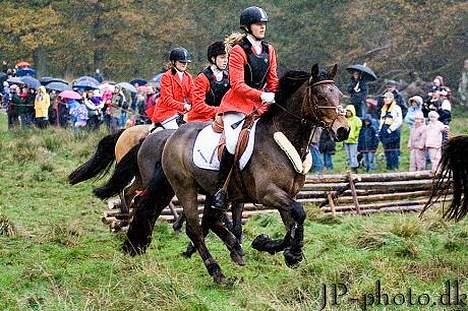 New Forest Kattingegårds My Boy - Hubertus 2006 billede 11