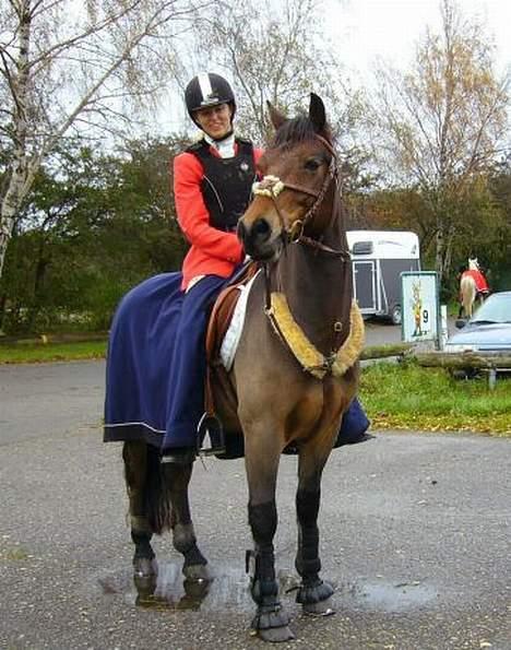 New Forest Kattingegårds My Boy - Hubertus 2006 billede 16