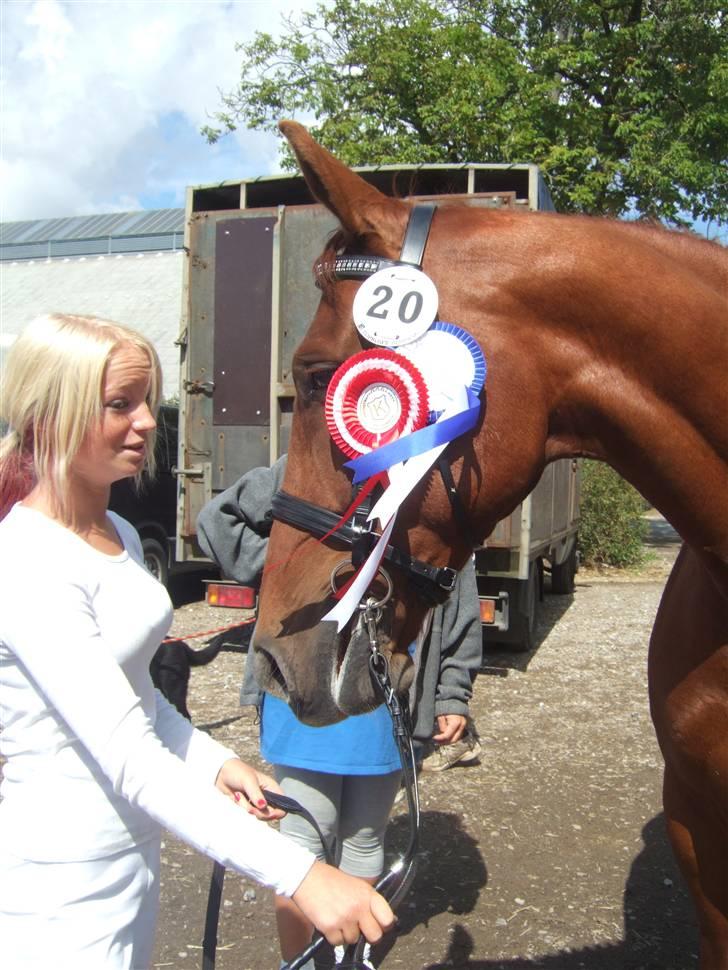 Knabstrupper Zolon - Knn kåring billede 8