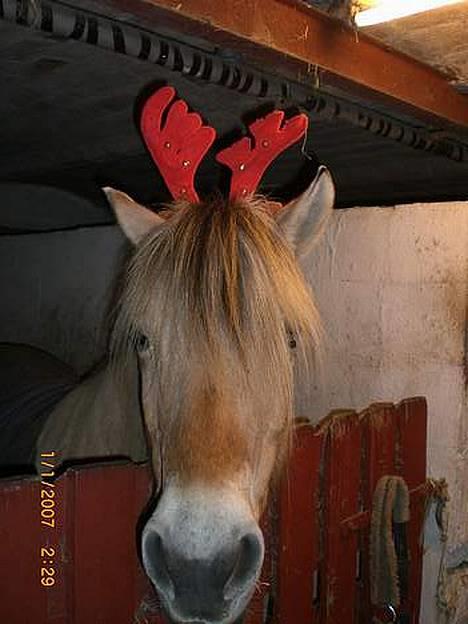 Fjordhest Santa <3 R.I.P  - hehe.. der gik lidt sjov i den nytårsaften... billede 1