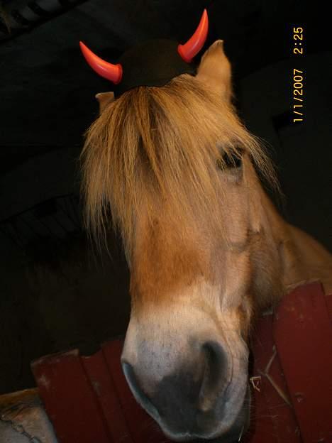 Fjordhest Santa <3 R.I.P  - sjov igen.. hehe Santa var hvis ikke helt enig... billede 2