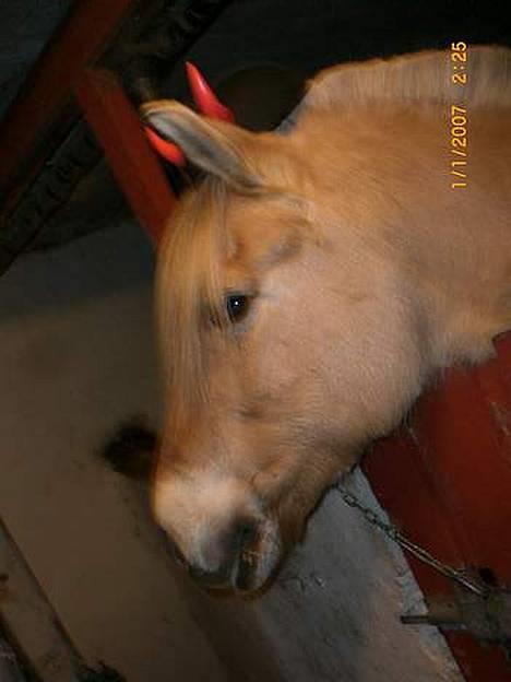Fjordhest Santa <3 R.I.P  - min dejlige Pony... she´s great.. billede 3