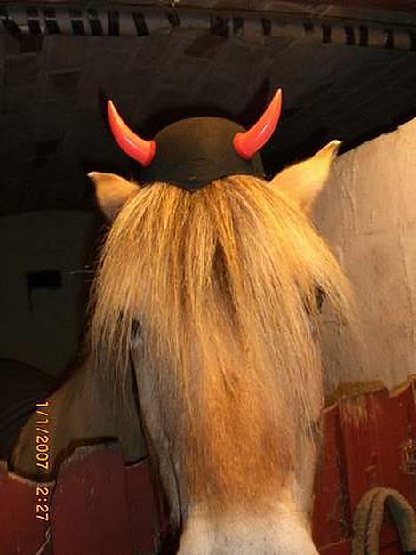 Fjordhest Santa <3 R.I.P  - hehe.. hun finder sig bare i alt...  billede 4