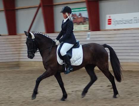 New Forest de wolferhoeves Ceriena - Vores første stævne <3 billede 1