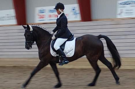 New Forest de wolferhoeves Ceriena billede 2