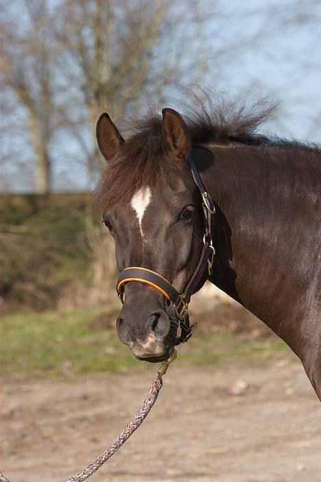 DSP Sønderlunds Parleur  - Parleurs hoved <3 billede 1