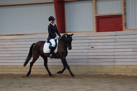 New Forest de wolferhoeves Ceriena billede 9