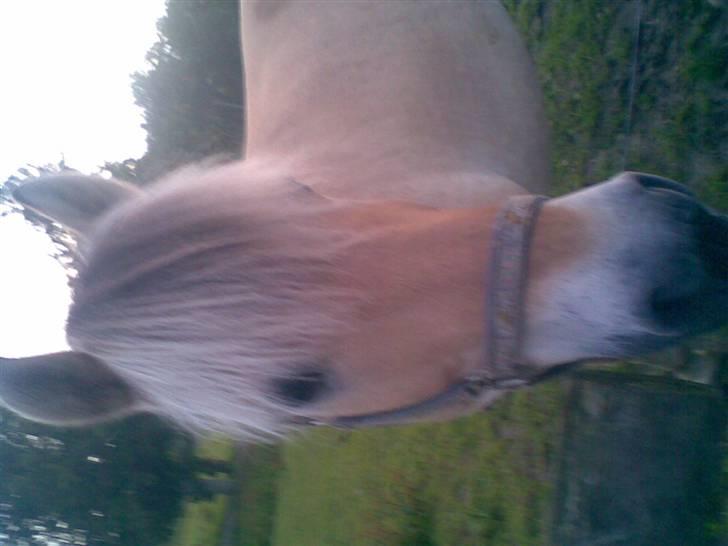 Fjordhest Flash - os <3 billede 1