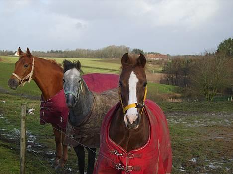 DSP Rødtjørns Venus - mine tre heste venus tar billede billede 2
