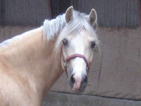 Welsh Cob (sec D) Ræveskiftets Nardi - 1) Velkommen til Nardi´s profil giv gerne en bedømmelse og en kommentar:) billede 1