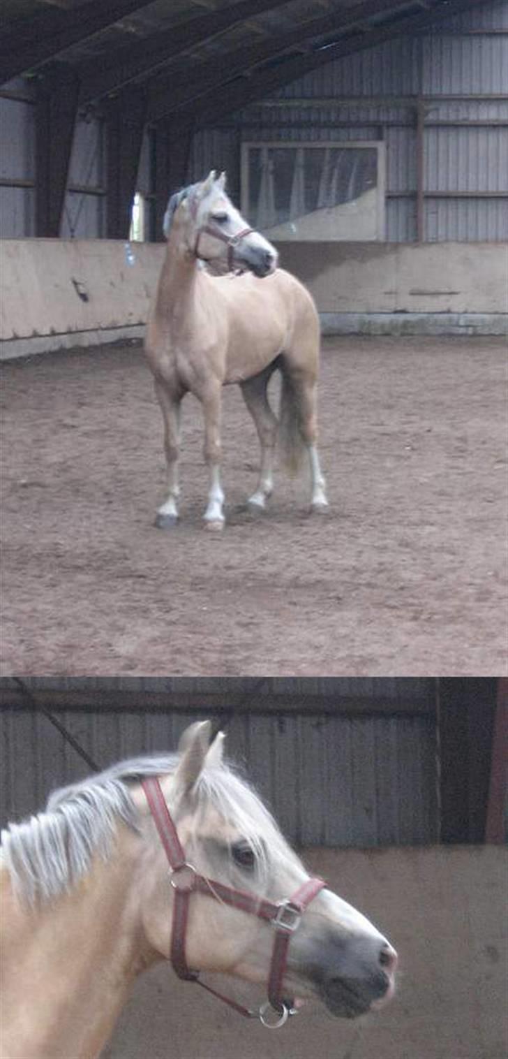 Welsh Cob (sec D) Ræveskiftets Nardi - 2) Nardi løs i ridehallen..Han er bare så smuk:) billede 2