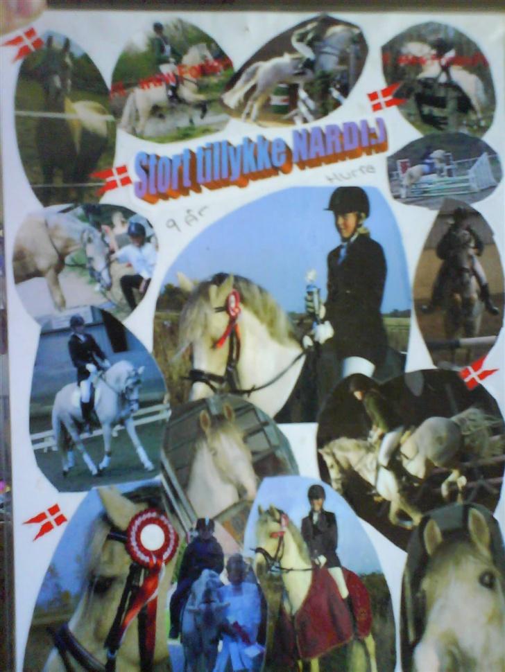 Welsh Cob (sec D) Ræveskiftets Nardi - 4) Nardis fødselsdagskort da han blev 9 år:) billede 4