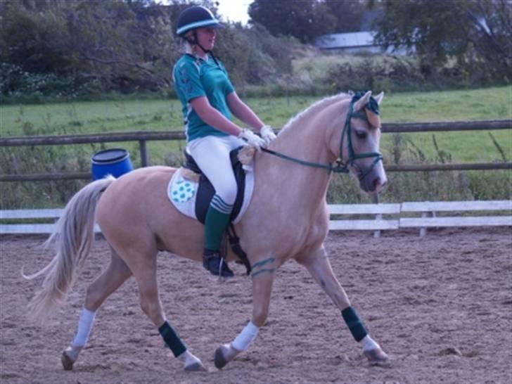 Welsh Cob (sec D) Ræveskiftets Nardi - 5) Welsh Ponyernes Dag 2007 Jeg red küren og var klædt ud som en fodboldspiller:D billede 5