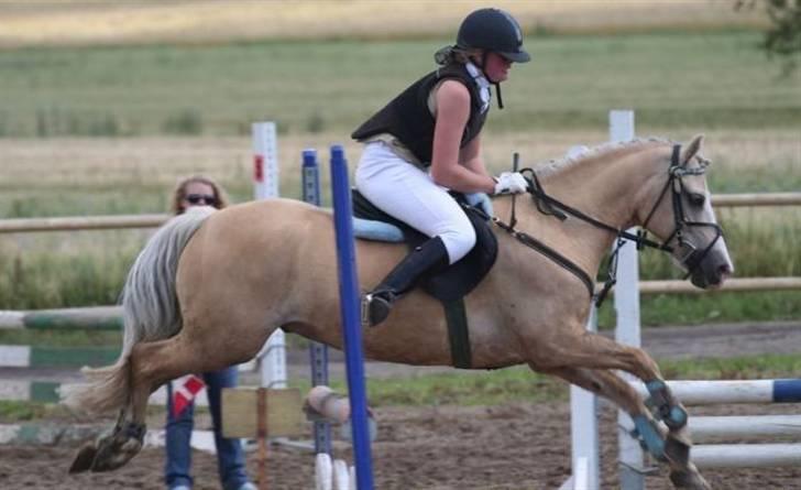 Welsh Cob (sec D) Ræveskiftets Nardi - 6) Mig og nardi springer på HKR:D billede 6