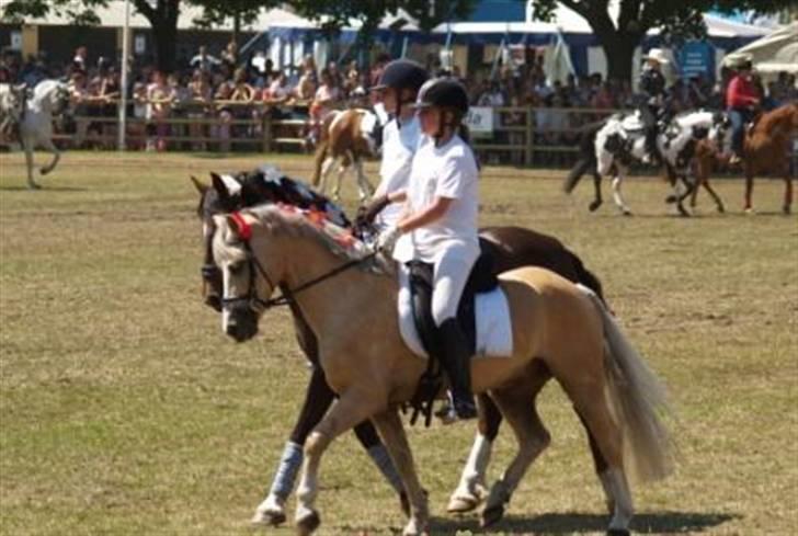 Welsh Cob (sec D) Ræveskiftets Nardi - 7)  Nardi på roskilde dyreskue 2008..! Han er bare så dejlig:) billede 7