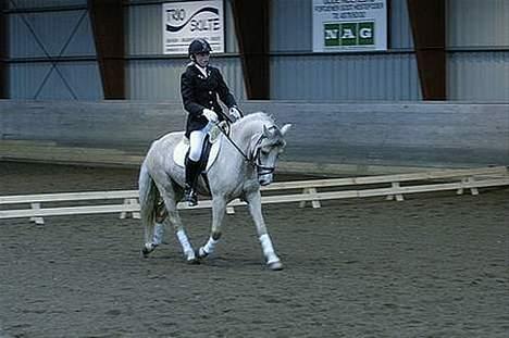 Welsh Cob (sec D) Ræveskiftets Nardi - 8) Dressur hos HSK billede 8