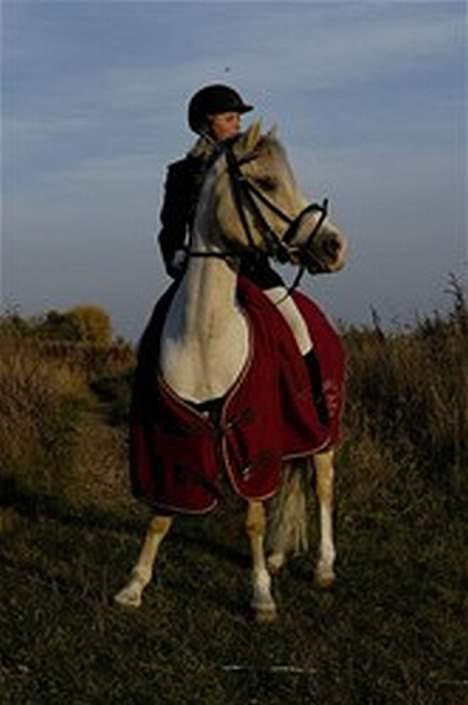 Welsh Cob (sec D) Ræveskiftets Nardi - 9) Mig og Nardi vandt Øresundscuppen kat.2 2005 billede 9