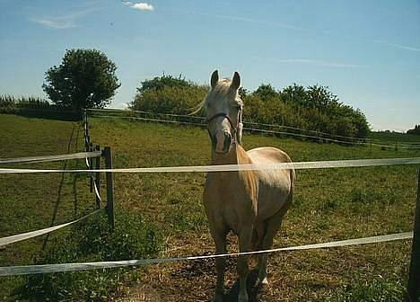 Welsh Cob (sec D) Ræveskiftets Nardi - 10) Nardi venter pænt på mig ved folden<3 billede 10