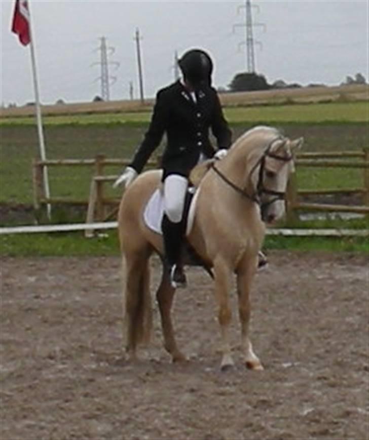 Welsh Cob (sec D) Ræveskiftets Nardi - 11) Dressur 2007 En super flot parade...Fik 9 for den:D billede 11