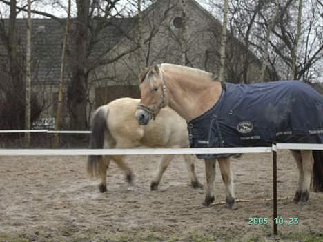 Fjordhest Guldbjergs Andy<3 - Andy og molly på ridebanen <3 billede 7